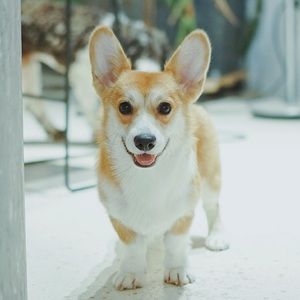 Meet your Posher, Wei